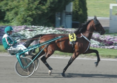 Toreador 150610-3